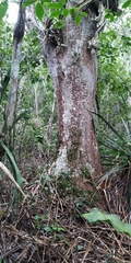 Beaucarnea