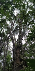 Beaucarnea