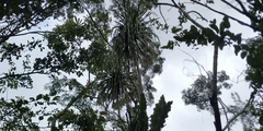 Beaucarnea