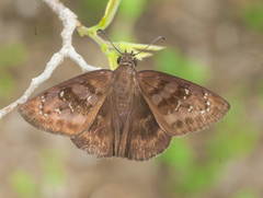 Ephyriades brunnea