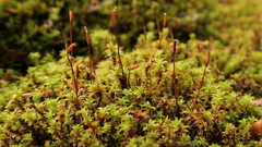 Syntrichia laevipila