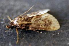 Aglossa caprealis