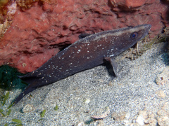 Rypticus saponaceus