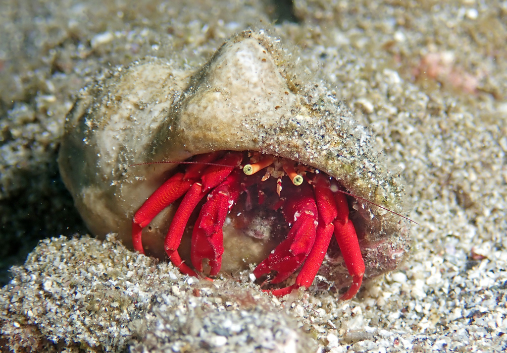 Red Reef Hermit