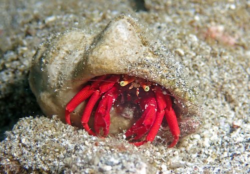 Paguristes cadenati Forest, 1954