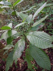 Palicourea simiarum