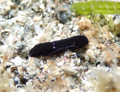 Cephalaspidea