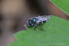 Osmia pumila