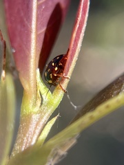 Cryptocephalus nigrocinctus