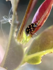 Cryptocephalus nigrocinctus