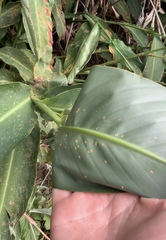 Puccinia thaliae