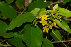 Stigmaphyllon mackeeanum
