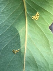 Belenois java peristhene