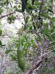 Atractocarpus platyxylon