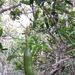 Atractocarpus platyxylon - Photo (c) juju98, some rights reserved (CC BY-NC), uploaded by juju98