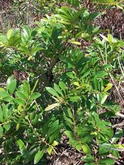 Glochidion billardierei