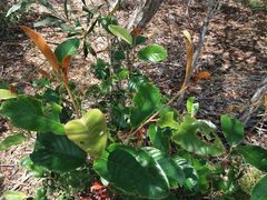 Alphitonia neocaledonica