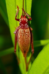 Adenopterus