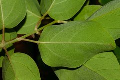 Stigmaphyllon mackeeanum