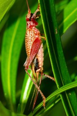 Adenopterus