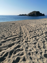 Lepidochelys olivacea