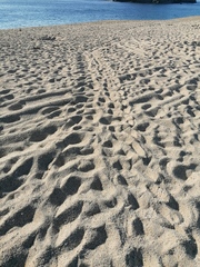 Lepidochelys olivacea