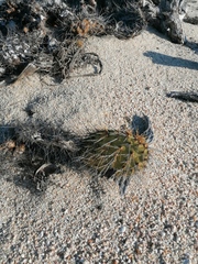 Opuntia decumbens