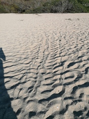 Lepidochelys olivacea