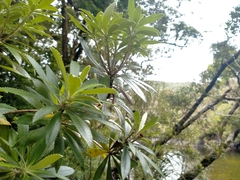 Macrolearia oporina