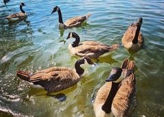 Branta canadensis