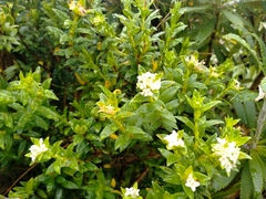 Pimelea gnidia