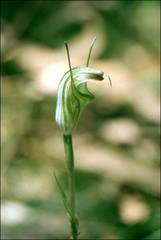 Pterostylis atrans