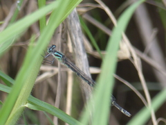 Caliagrion billinghursti