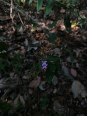 Ruellia inundata