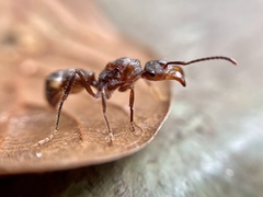 Ectatomma tuberculatum