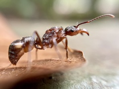 Ectatomma tuberculatum