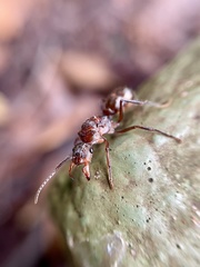 Ectatomma tuberculatum