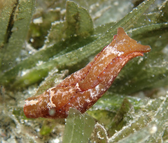 Navanax gemmatus
