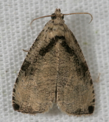 Olethreutes exoletum