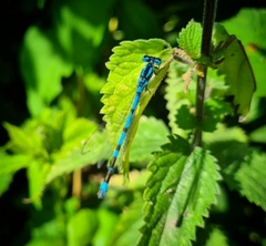Enallagma cyathigerum