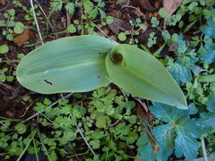 Platanthera elongata