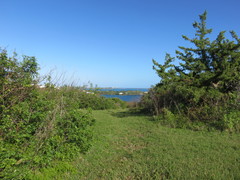 Juniperus bermudiana