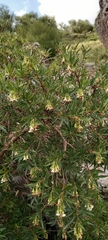 Escallonia cordobensis