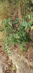 Thalictrum decipiens