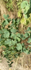 Thalictrum decipiens
