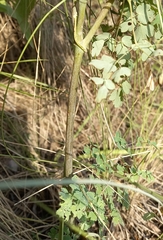 Thalictrum decipiens