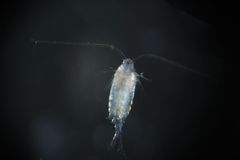 Centropages abdominalis