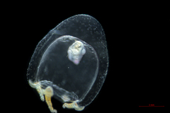 Euphysa