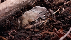 Leptodactylus vastus
