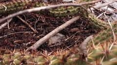 Leptodactylus vastus